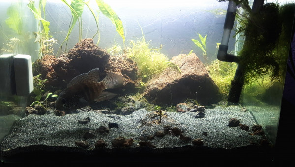 Quand un poisson psycopathe n'aime pas la déco..