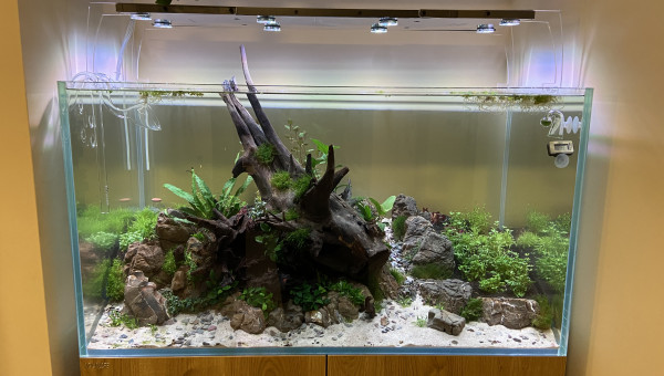 Plantation terminée