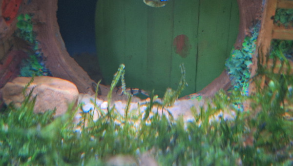 Arrivée des 7 nains