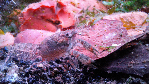 Discrètes écrevisses