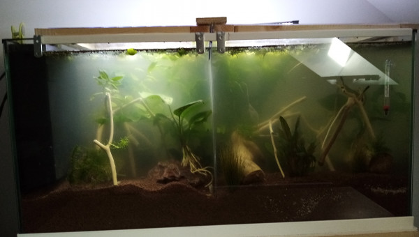 Bloom bactérien suite au réaménagement