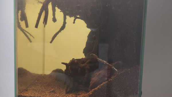 La partie aquatique vu de profile