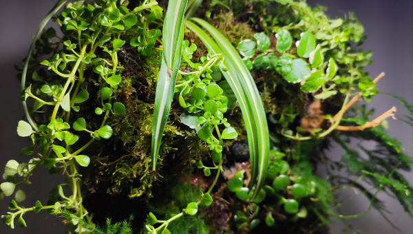 Zoom sur la végétation 3