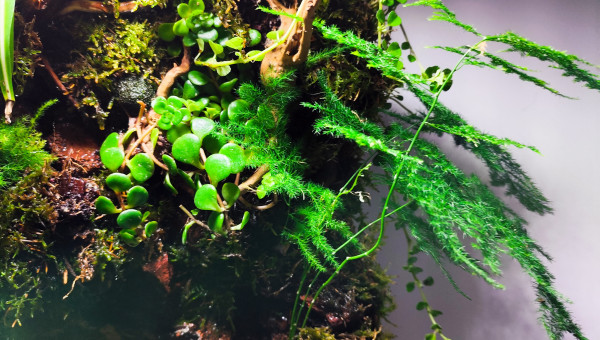 Zoom sur la végétation 1