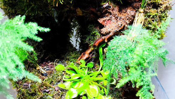 Zoom sur la végétation 2