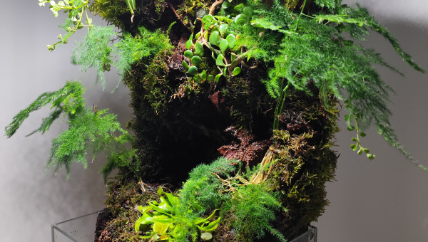 Zoom sur la partie paludarium