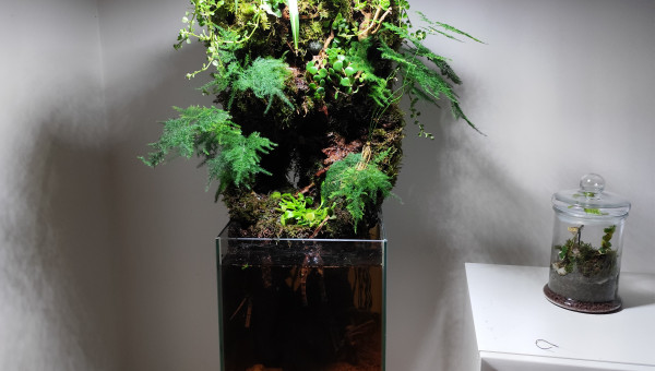 Deuxième et dernière étape de la végétalisation du bac