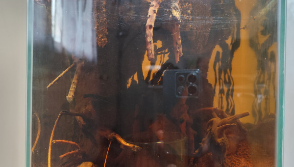 La zone aquatique, sol en mode présentation définitif