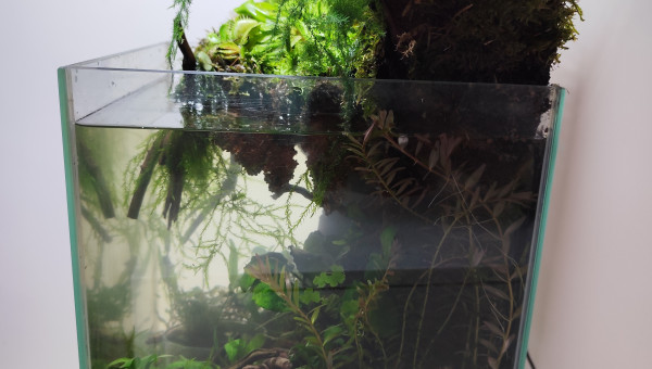 La remise en eau après la plantation
