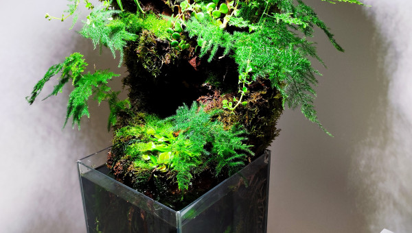 Vue globale après la plantation