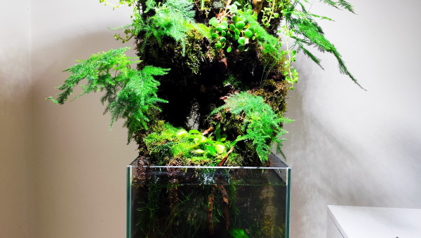 Vue d'ensemble après la végétalisation définitive