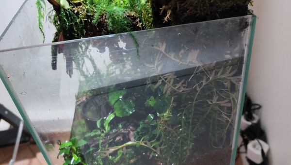 La partie aquatique avant la remise en eau, vue de profile.