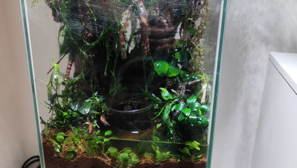 La plantation avant la remise en eau