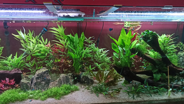 Ajout de 2 Echinodorus Argentinensis