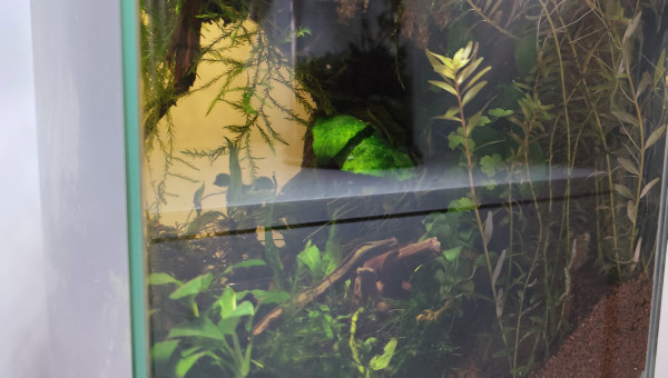 Zoom sur la partie aquatique vue de profil