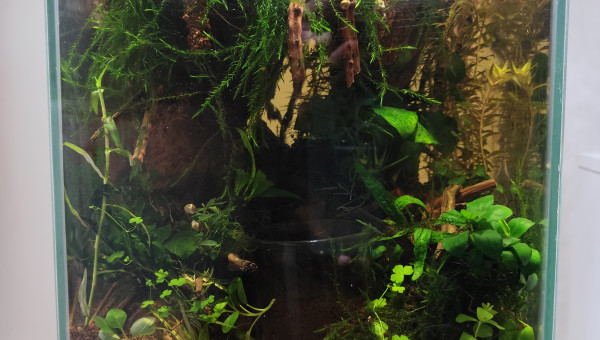 Zoom sur la partie aquatique vue de face