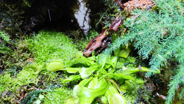 Pose de la riccia flutan dans les zones humides du palu