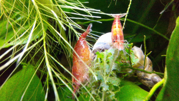 Naissances et futures naissances