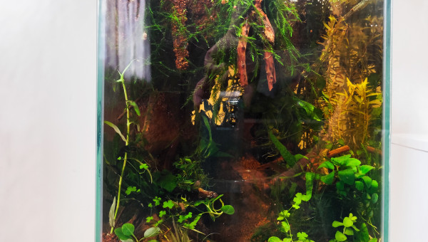 Le bac éclairé par les rayons du soleil