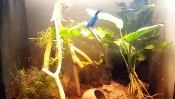 Compartiment de petite tête noire. 28l net 38Lbrut