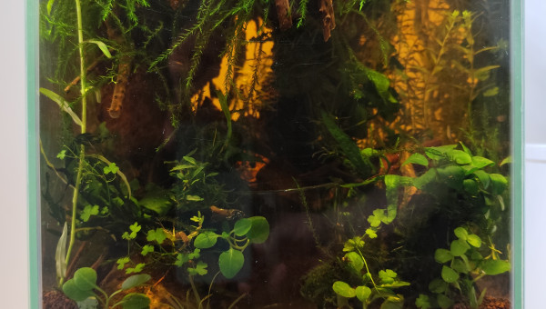 Test du rétro éclairage pour le bac