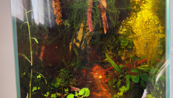 Les couleurs combinées du rétro éclairage et ceux des rayons du soleil.