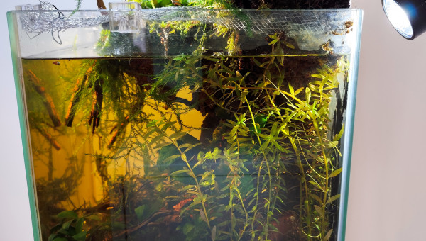 Les couleurs combinées du rétro éclairage et ceux des rayons du soleil.