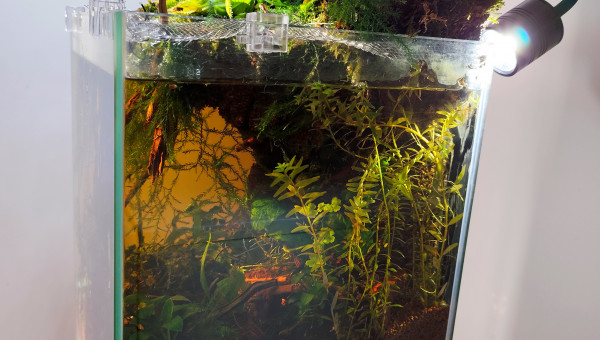 Les couleurs combinées du rétro éclairage et ceux des rayons du soleil.