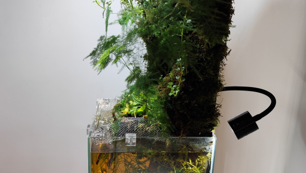 Les couleurs combinées du rétro éclairage et ceux des rayons du soleil.