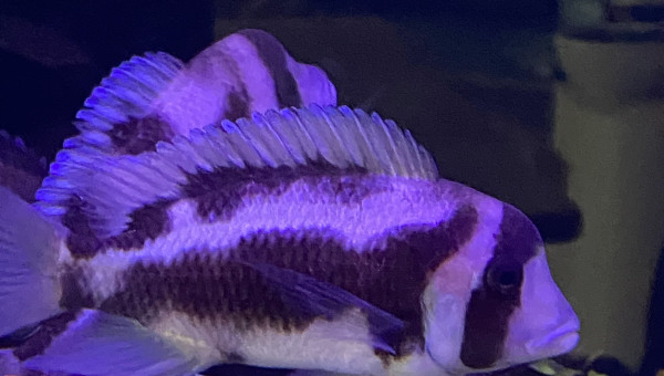 Frontosa black widow