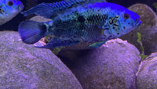 Jack Blue électrique