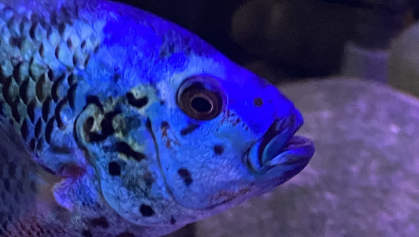 Jack Blue électrique