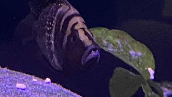 Altolamprologus calvus black pectorales