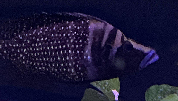 Altolamprologus calvus black pectorales