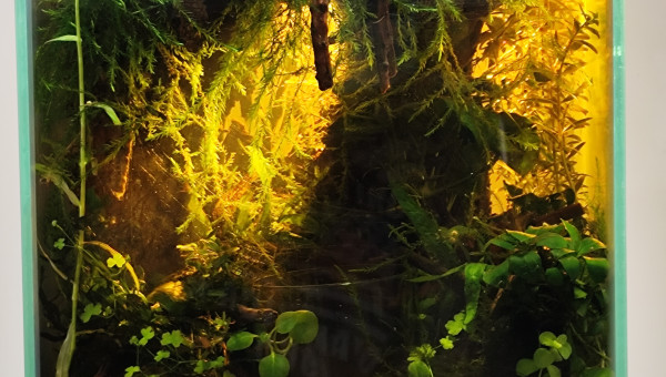 Éclairage définitif du bac.