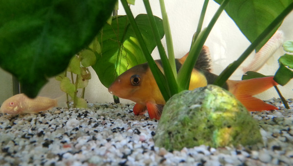 Ma très vieille loche-clown (1995)