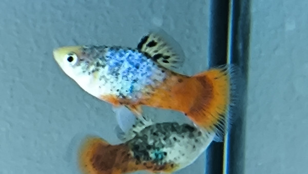 Platy calico bleu corail