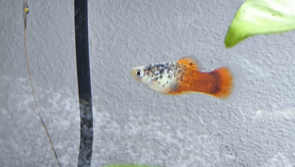 Platy calico bleu corail