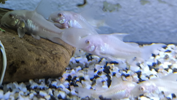 Corydoras albinos juvéniles