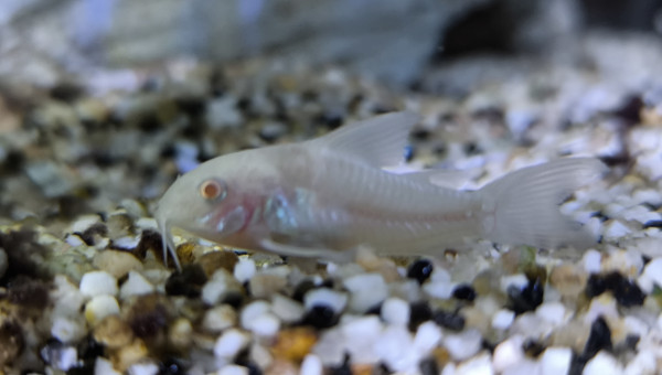 Corydoras albinos juvéniles