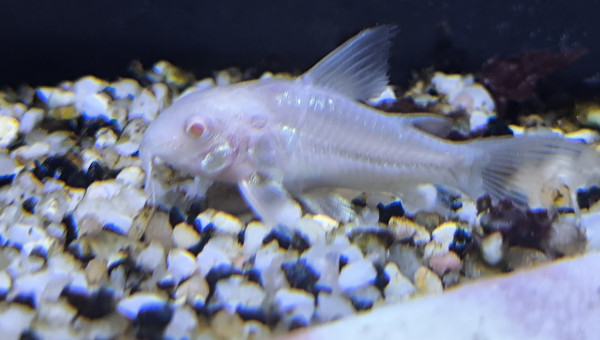Corydoras albinos juvéniles