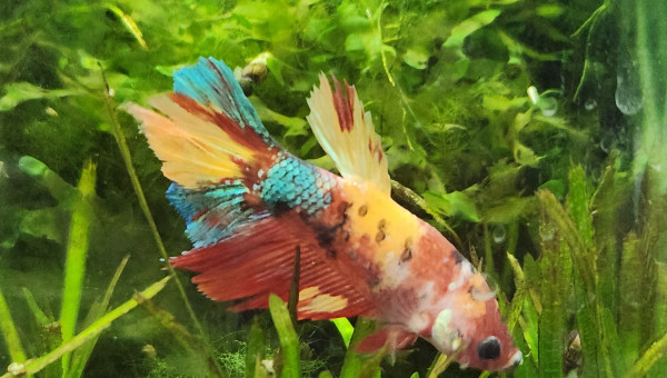 Arrivée hier d'une jolie femelle betta