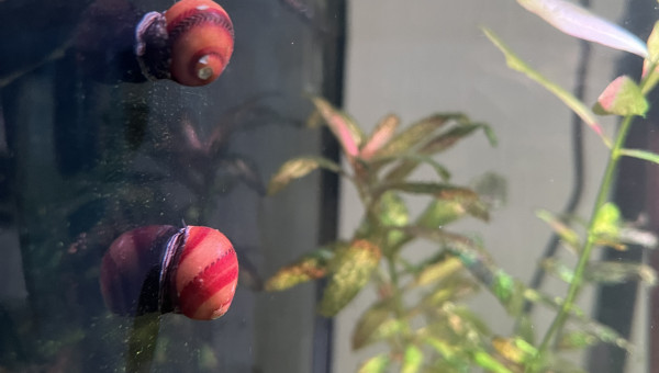 Neritina tricolore RED