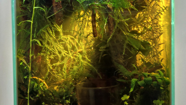 La partie aquatique au 16 août 2024