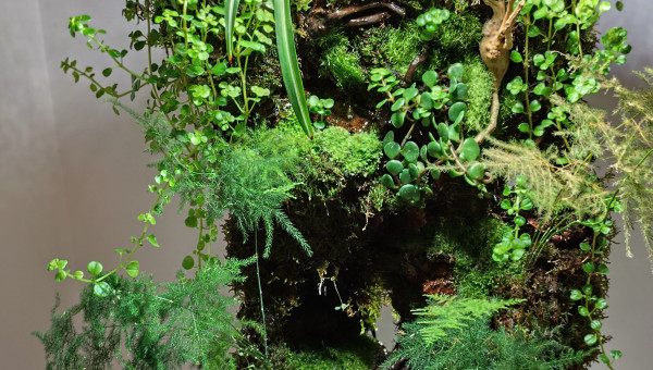 Le Paludarium au 16 août 2024