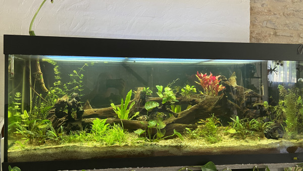 Avec les dernières plantes