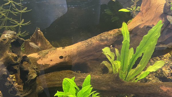 Crevettes, escargots et otocinclus une team d’enfer