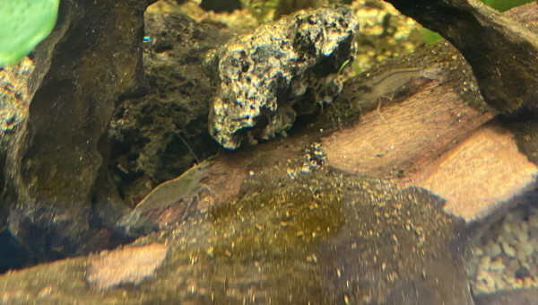 Crevettes, escargots et otocinclus une team d’enfer