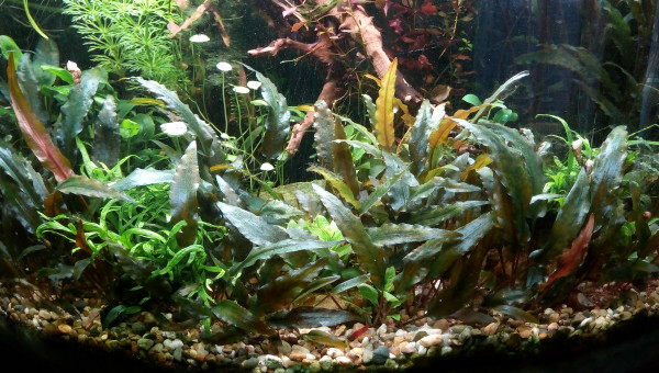90l Jungle