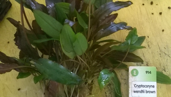 Cryptocoryne wendtii brown